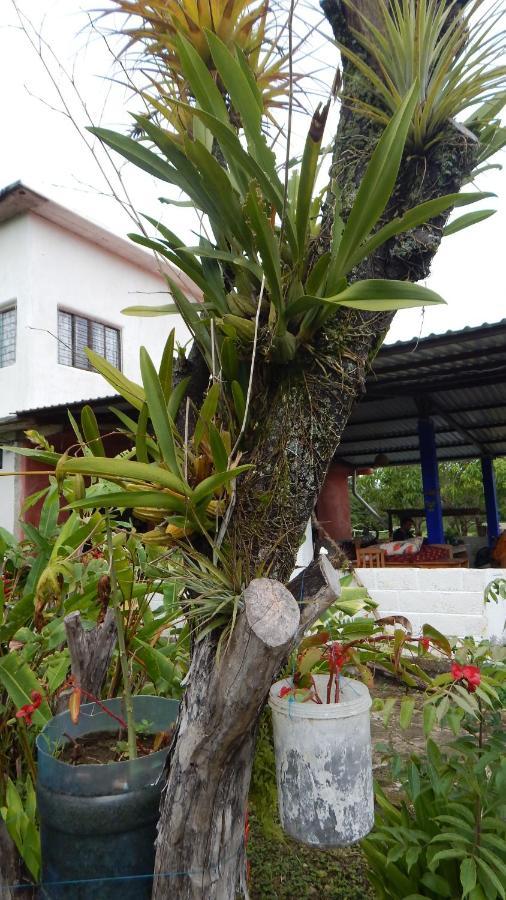 オコシンゴ Casita Tonina Bed & Breakfast エクステリア 写真